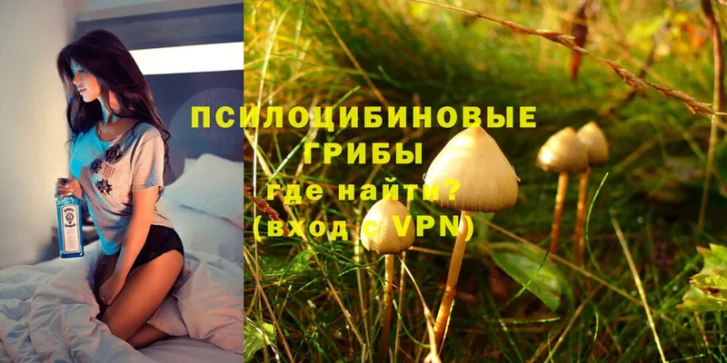 Галлюциногенные грибы Psilocybine cubensis  купить закладку  Ясногорск 